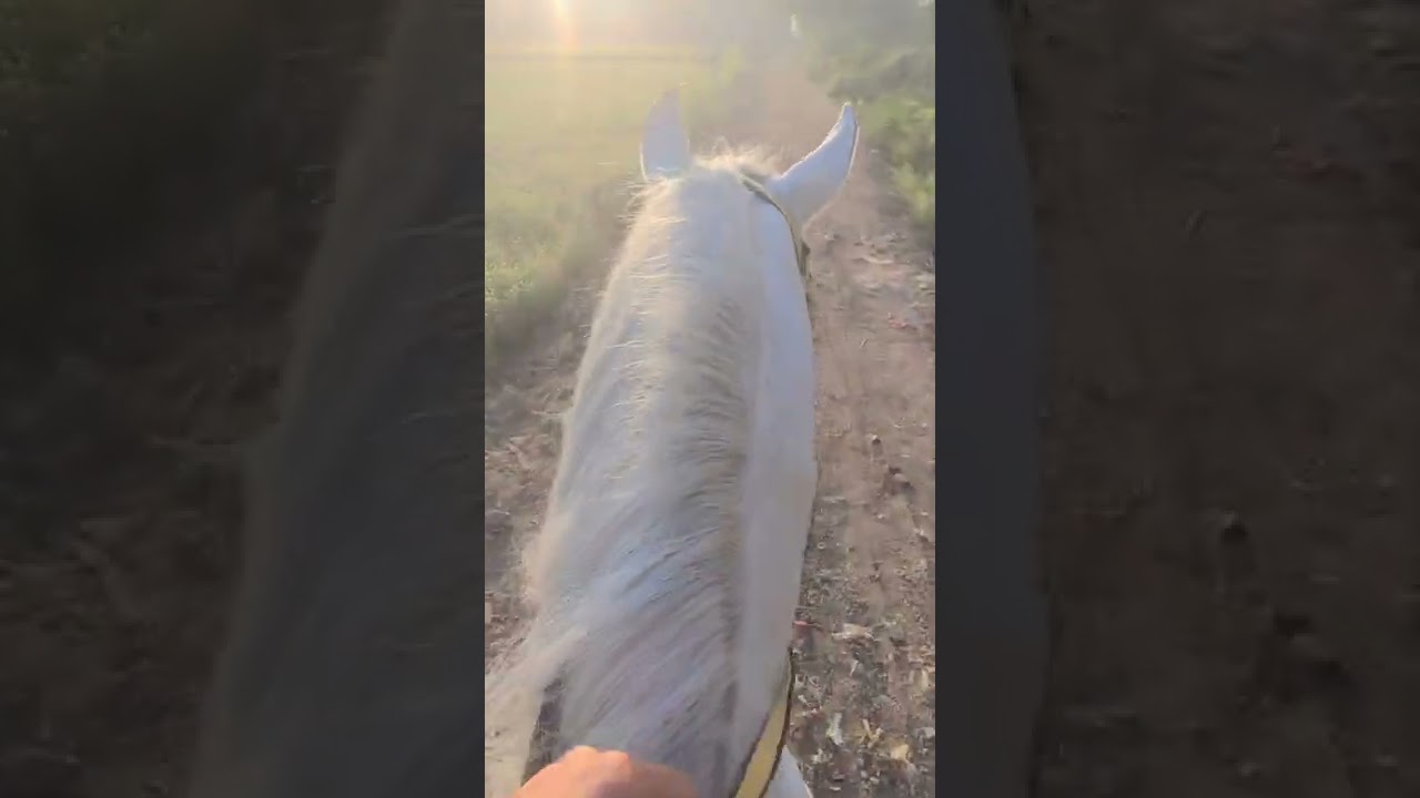 أسس وقواعد التعامل مع الخيل