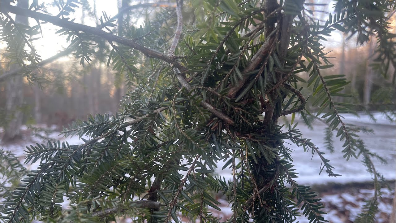 Found 2 weaved branches! Takes opposable thumbs to weave!