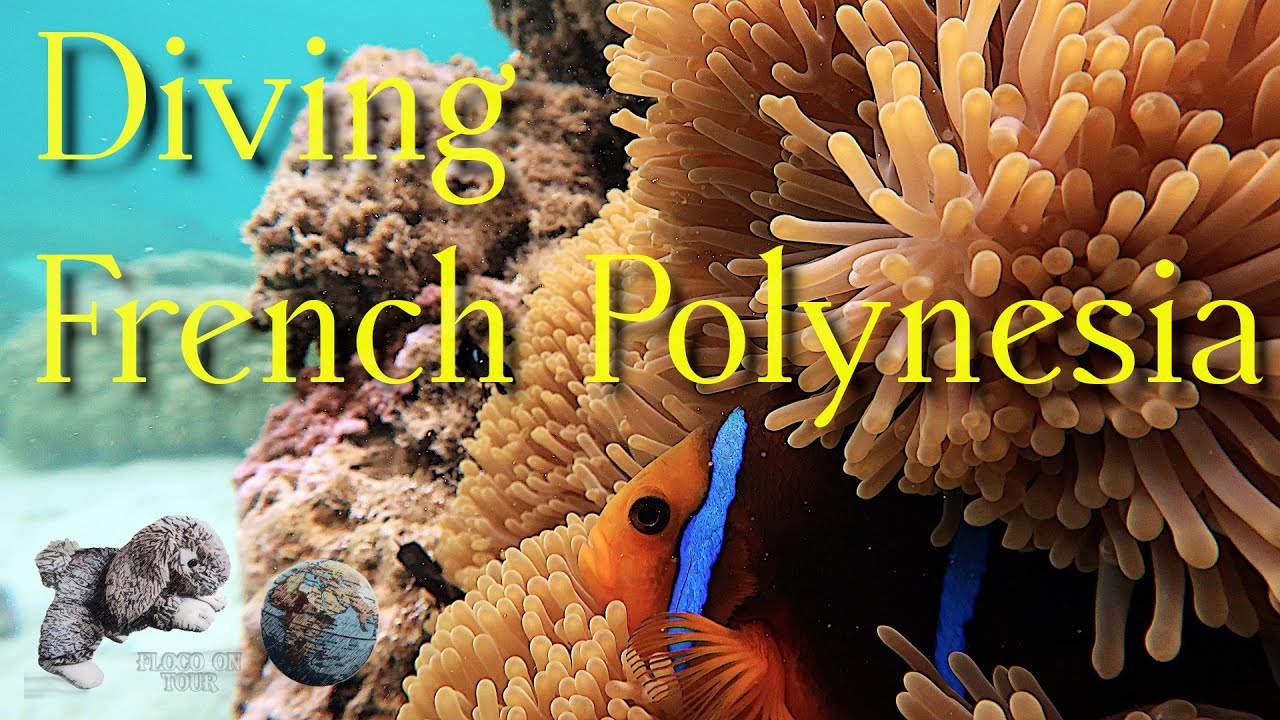 Diving~Snorkeling~French Polynesia~ Ein kleiner Einblick in die Unterwasserwelt