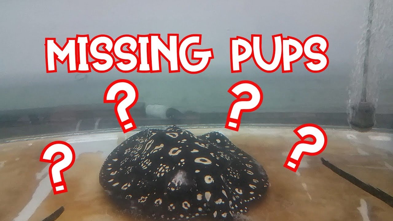 TRIPLE BIRTH Part 1 - Missing stingray pups ?