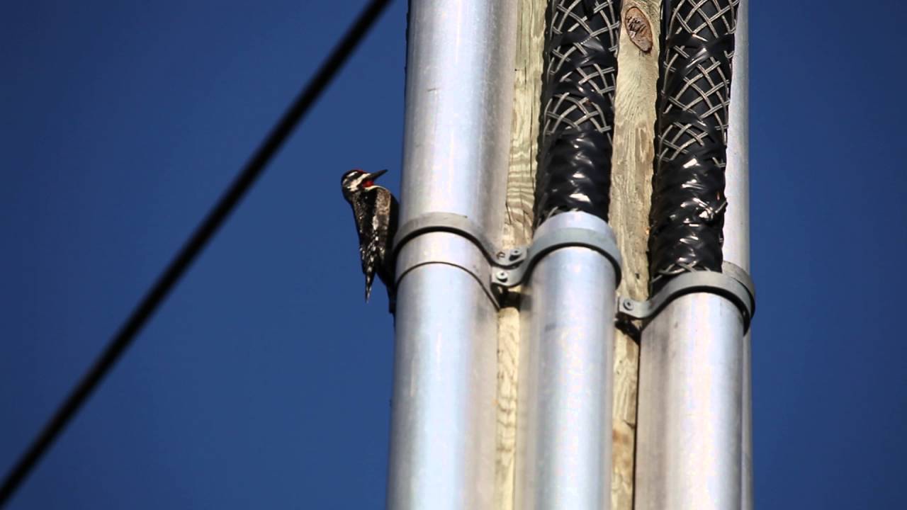 Woodpecker pecks metal pipe