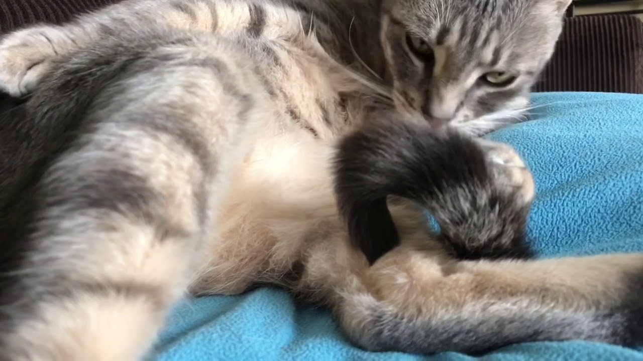 ASMR Cat Grooming #11