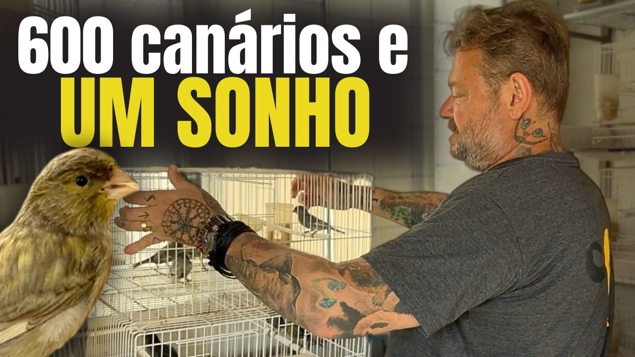 ELE CRIOU O CANÁRIO MAIS RARO DO BRASIL! E AGORA VAI COMPETIR! 🏆🐤