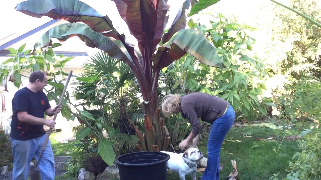 Fall Gardening PT 2/3: Moving Giant Red Banana & Taros Disaster! / Over Wintering Tropical Plants