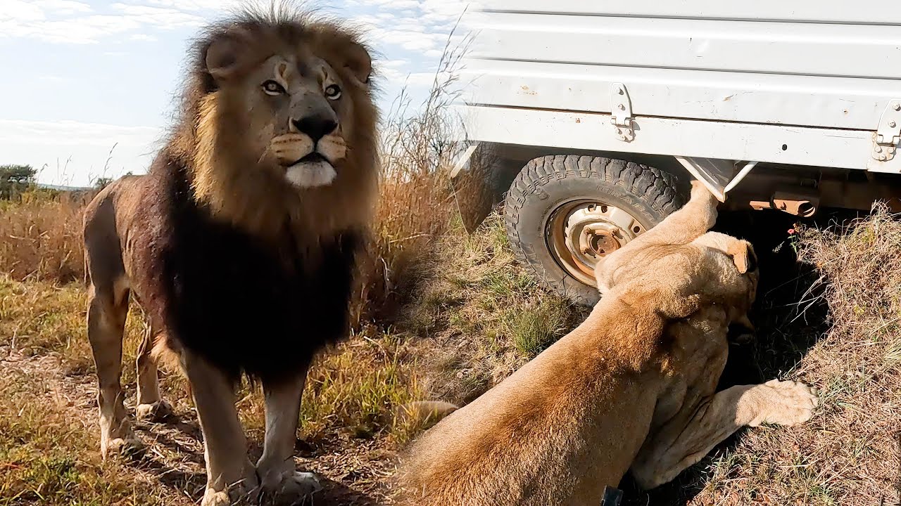 LION vs Car Tires | The Lion Whisperer