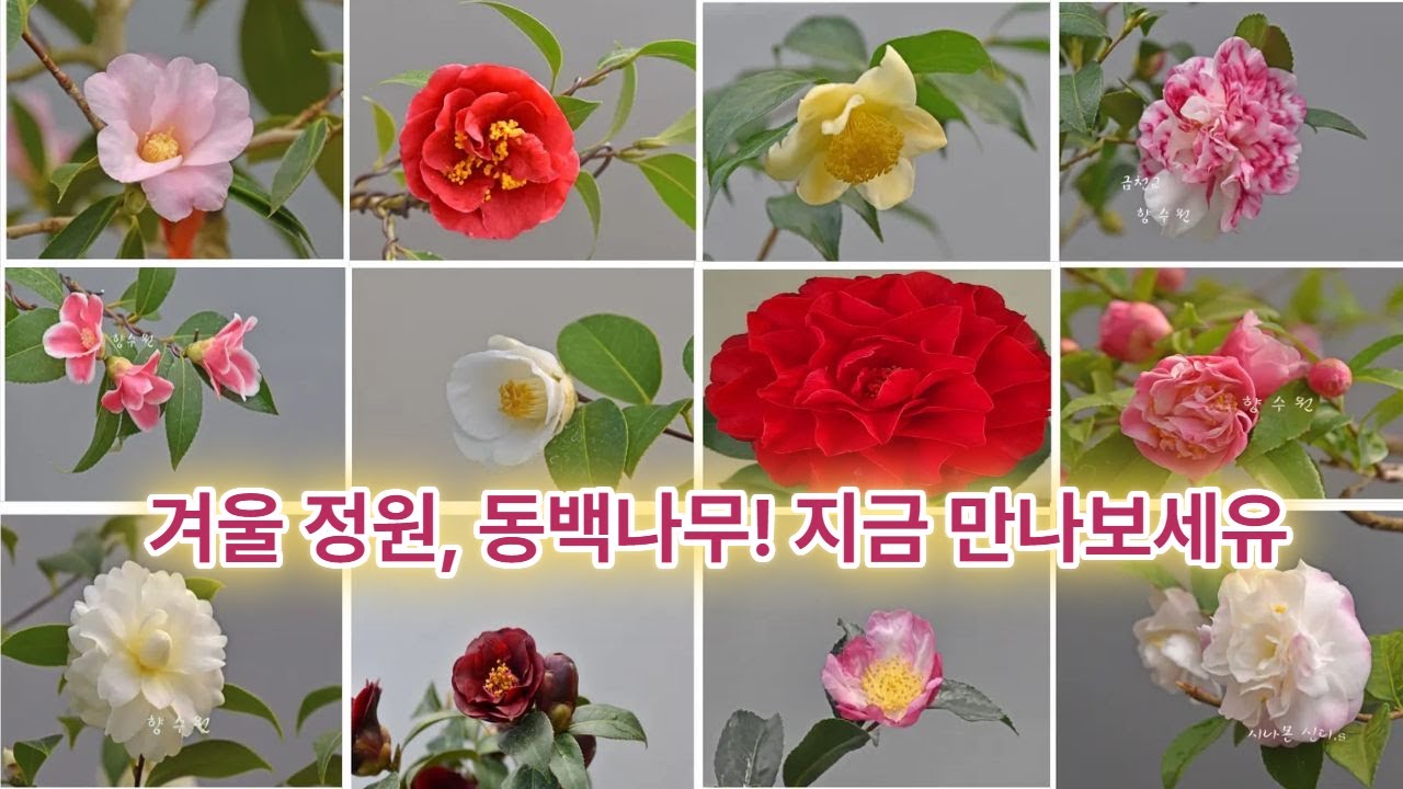 겨울 정원, #동백#야생화 향수원#에서 지금 만나보세유