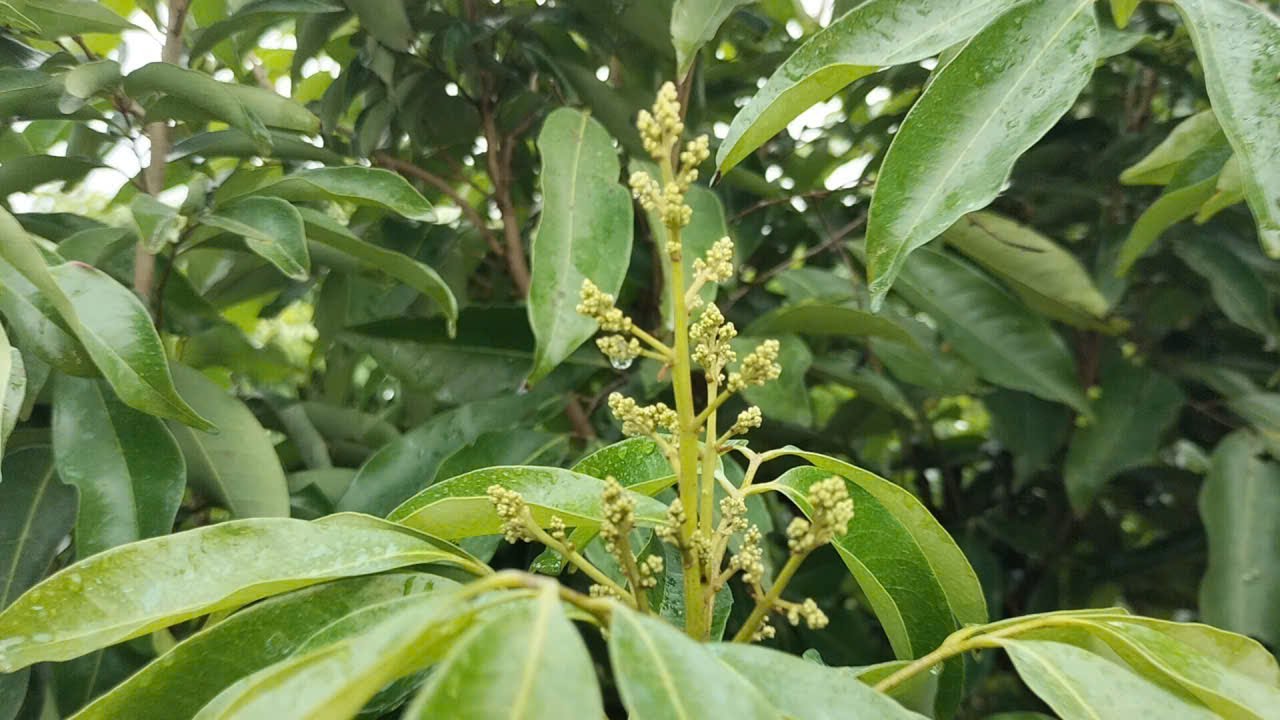 Mưa rét hại cây vải ra hoa bình thường.