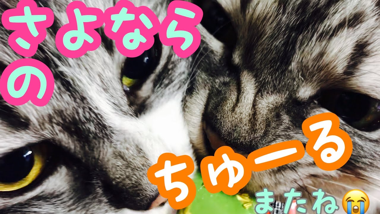 【実家猫】お別れのちゅーるあげて弾いた😭【またね】