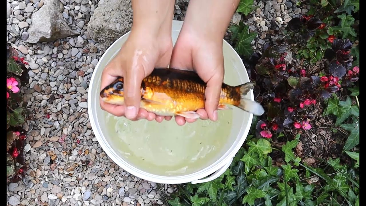 nuova CARPA KOI per il LAGHETTO