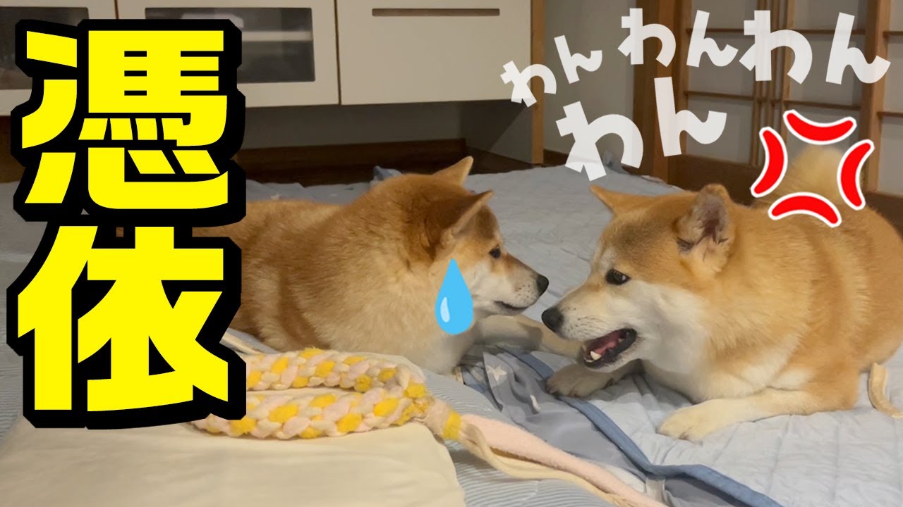 初盆に不思議現象が！犬語で喧嘩する柴犬姉妹を止めに亡き姉犬こまめが現れた…かも