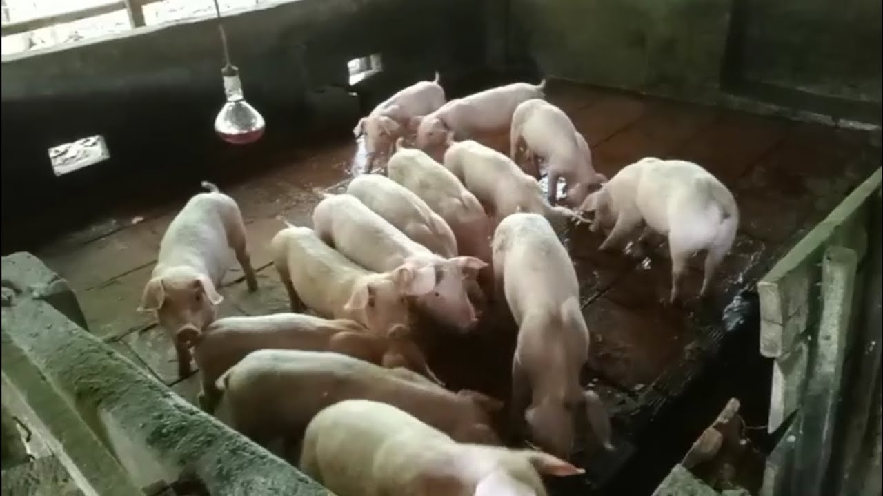 Cách chăm sóc heo con mới bắt về nuôi mau lớn không tiêu chảy.#AnhAnhTV