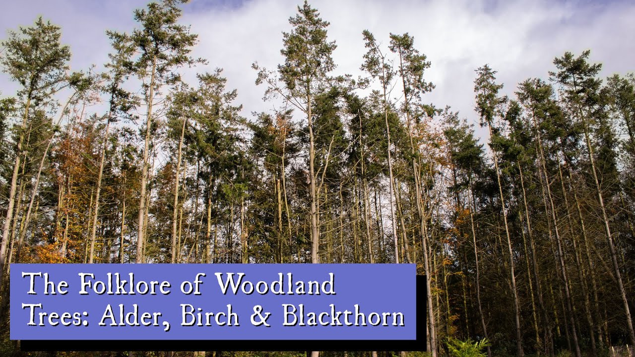The Folklore of Woodland Trees: Alder, Birch & Blackthorn