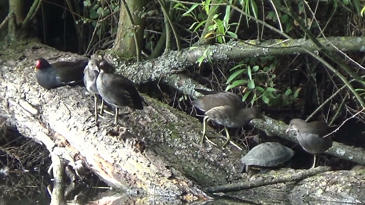 Harassment 2 #moorhen #moorhens #gallinulachloropus #terrapin #turtle #reptiles #waterbirds #nature
