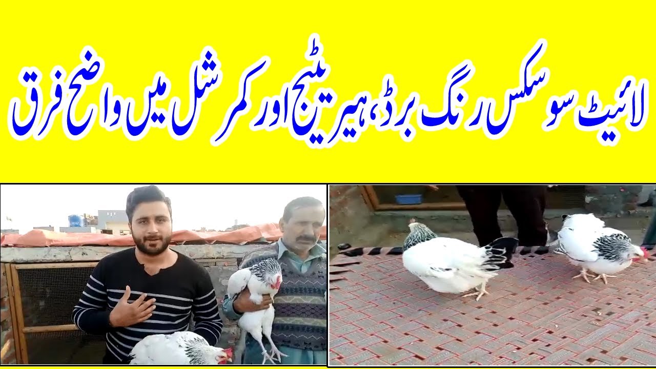 Light Sussex Ring Bird Chickens  Light Sussex Heritage  Light Sussex Commercial me farq in Pakistan