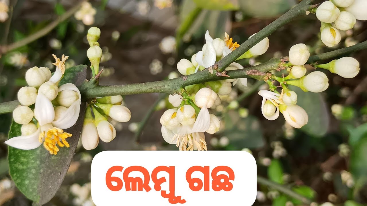 🍋 “ପ୍ରକୃତିର ସରଳ ଦାନ – ଲେମ୍ବୁ ହେଉଛି ଘରୋଇ ଔଷଧର ପ୍ରାଣ।”
