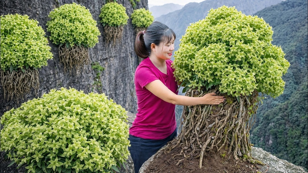 COLHEITA INCR&Iacute;VEL! Flor Thien Ly RARA | Segredo Revelado +  Vida no Campo
