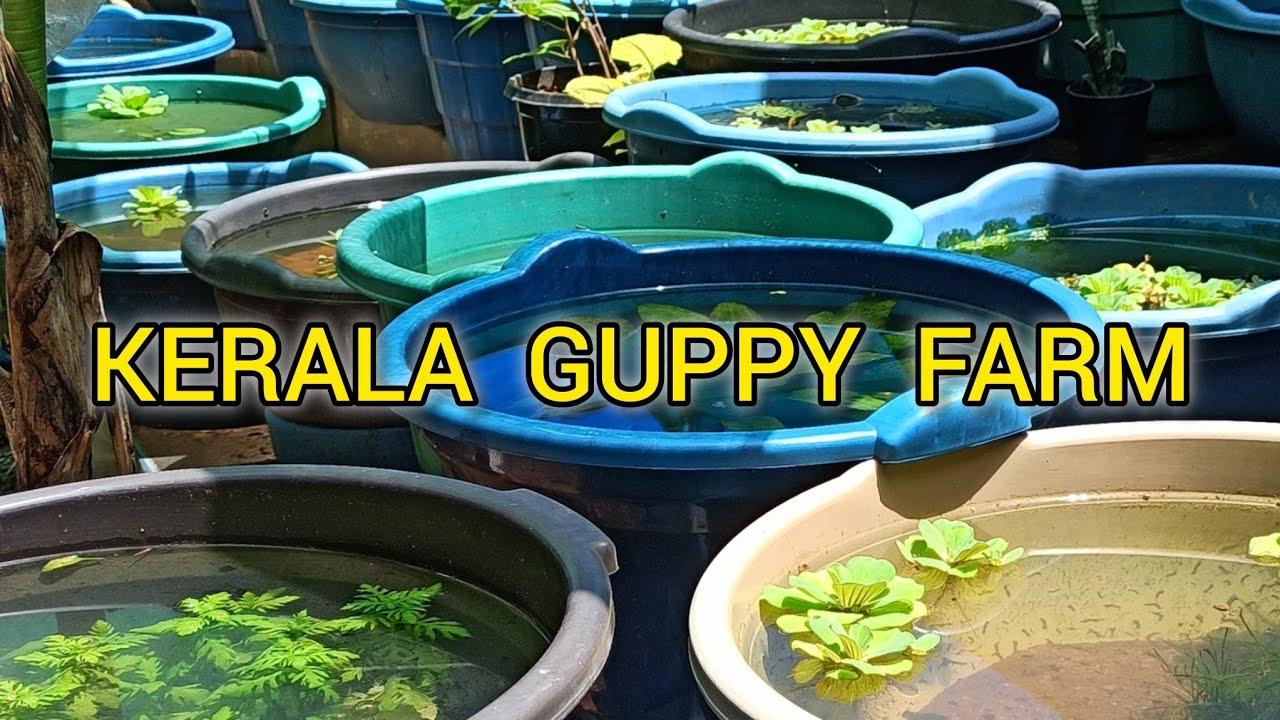 Kerala guppy farm / kollam guppy farm