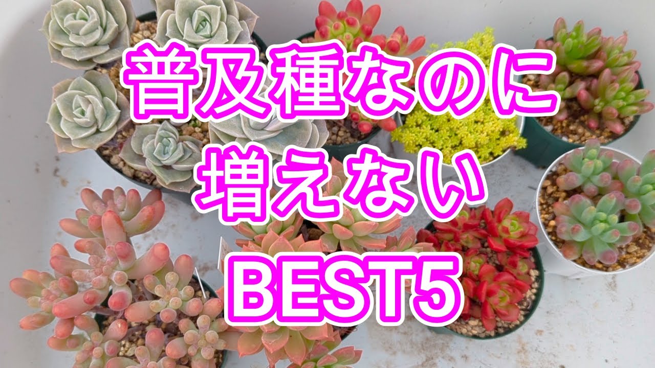 【多肉植物】【普及種】よく名前を聞く普及種なのに中々増えてくれない多肉BEST5