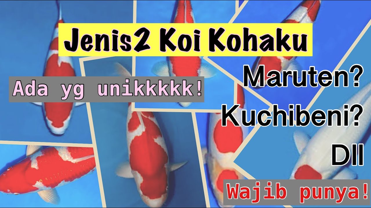 Ikan Koi Kohaku - Jenis2 Ikan Koi #1