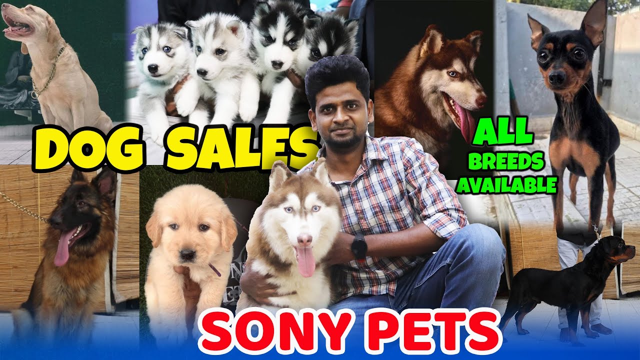 Dogs for Sale | All Breeds Puppy Sale | நாய் பண்ணை | Sandy Vlogs
