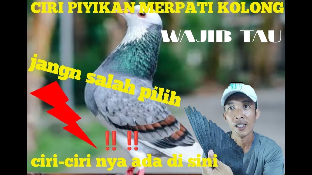 CIRI-CIRI MERPATI PIYIK YANG BAGUS