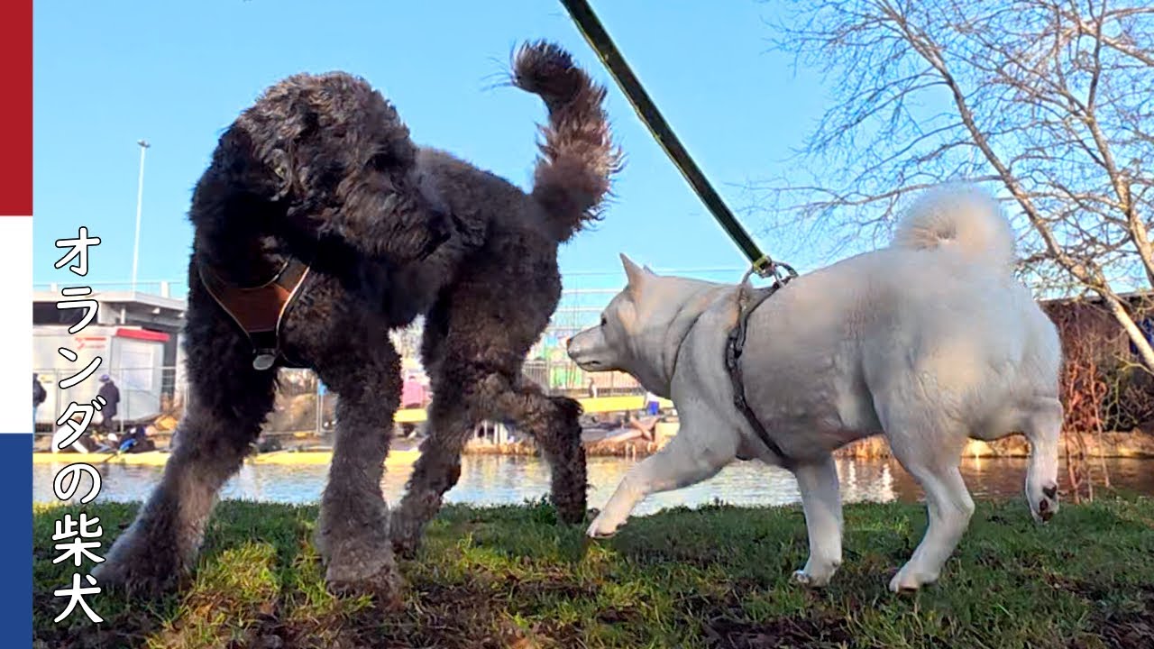柴犬柿丸  マーキング自由自在な柴犬｜オランダ散歩・環境音