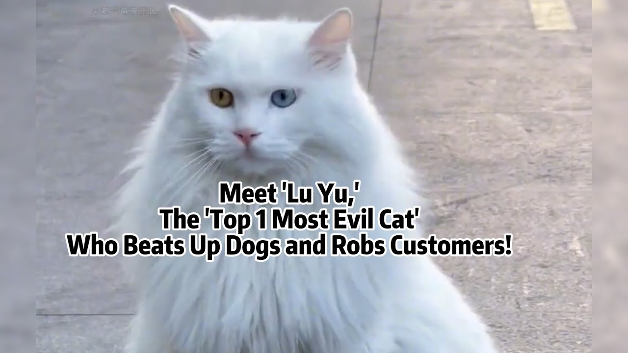 Meet 'Lu Yu,' The 'Top 1 Most Evil Cat' Who Beats Up Dogs and Robs Customers!