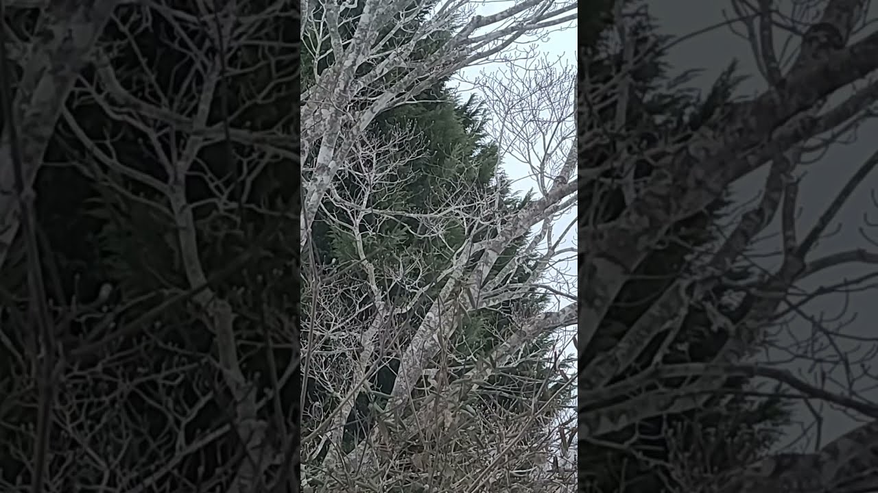 Jim's Camera on Music is live!