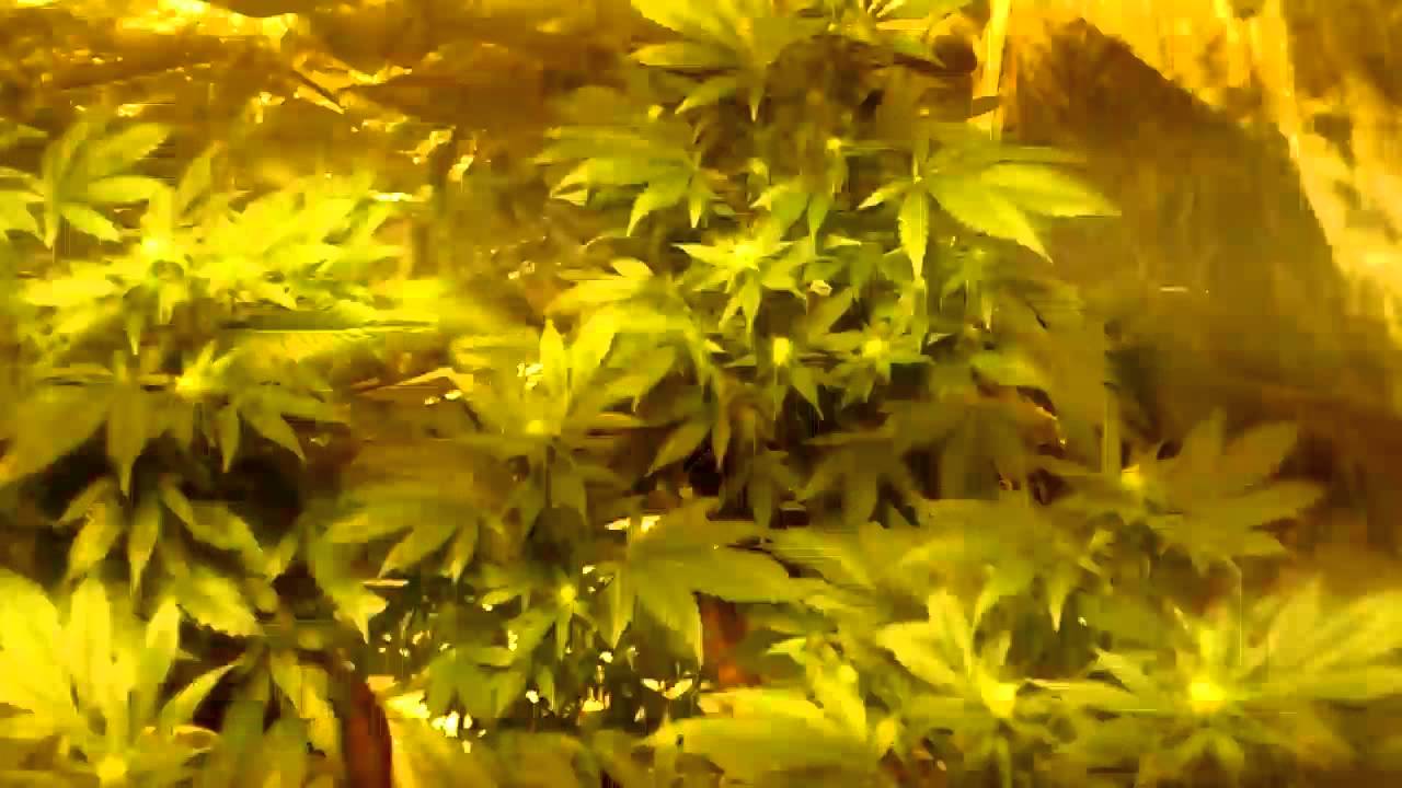 Lemon diesel