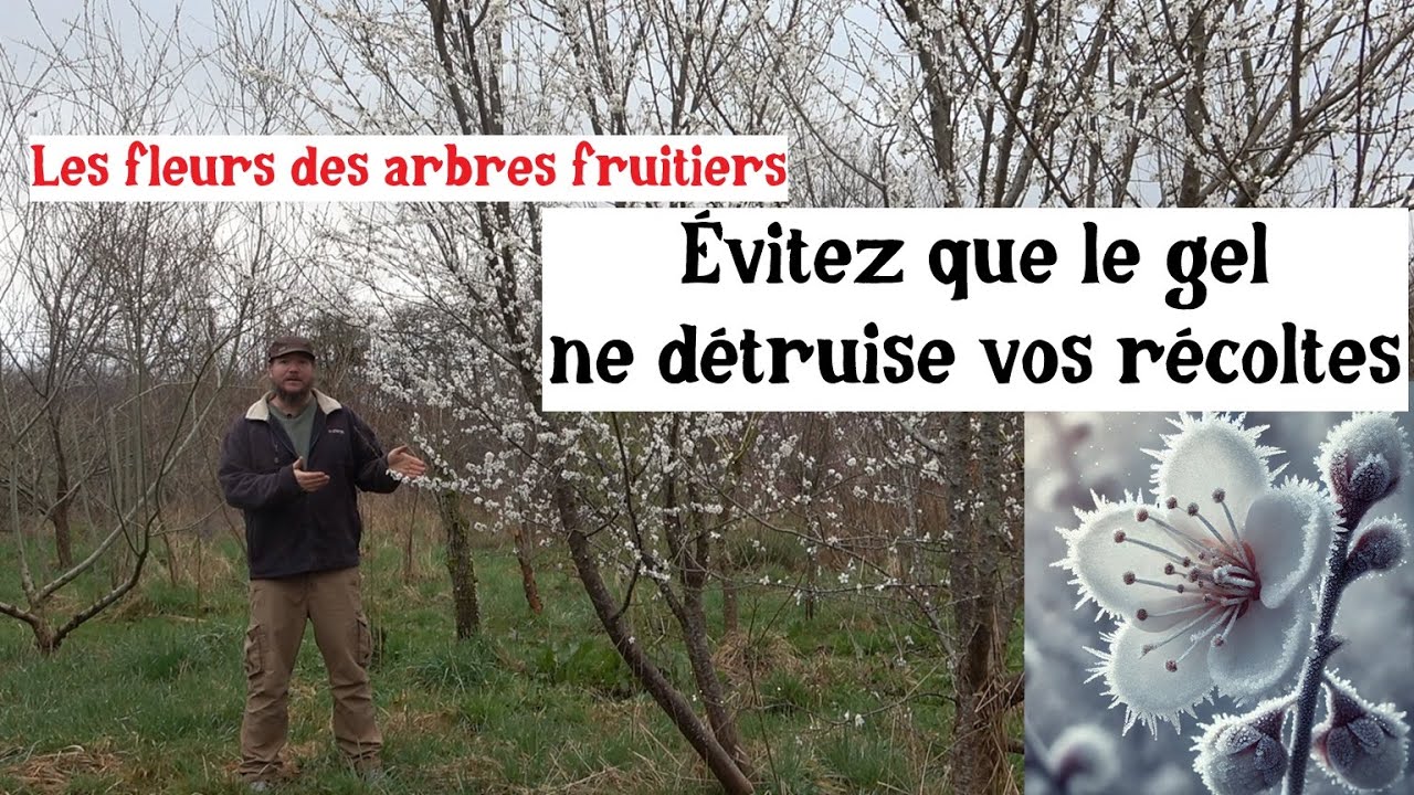 Fruitiers & Gel&eacute;es Tardives (Astuces et Techniques pour R&eacute;ussir)