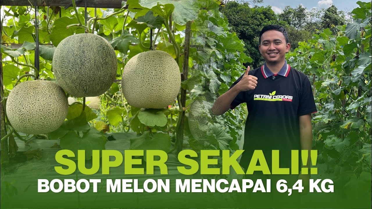 TAHAN BANTING DI CUACA EKSTRIM! MELON INI TUMBUH BAIK DAN MENGHASILKAN BUAH CUKUP BESAR || DELON 65