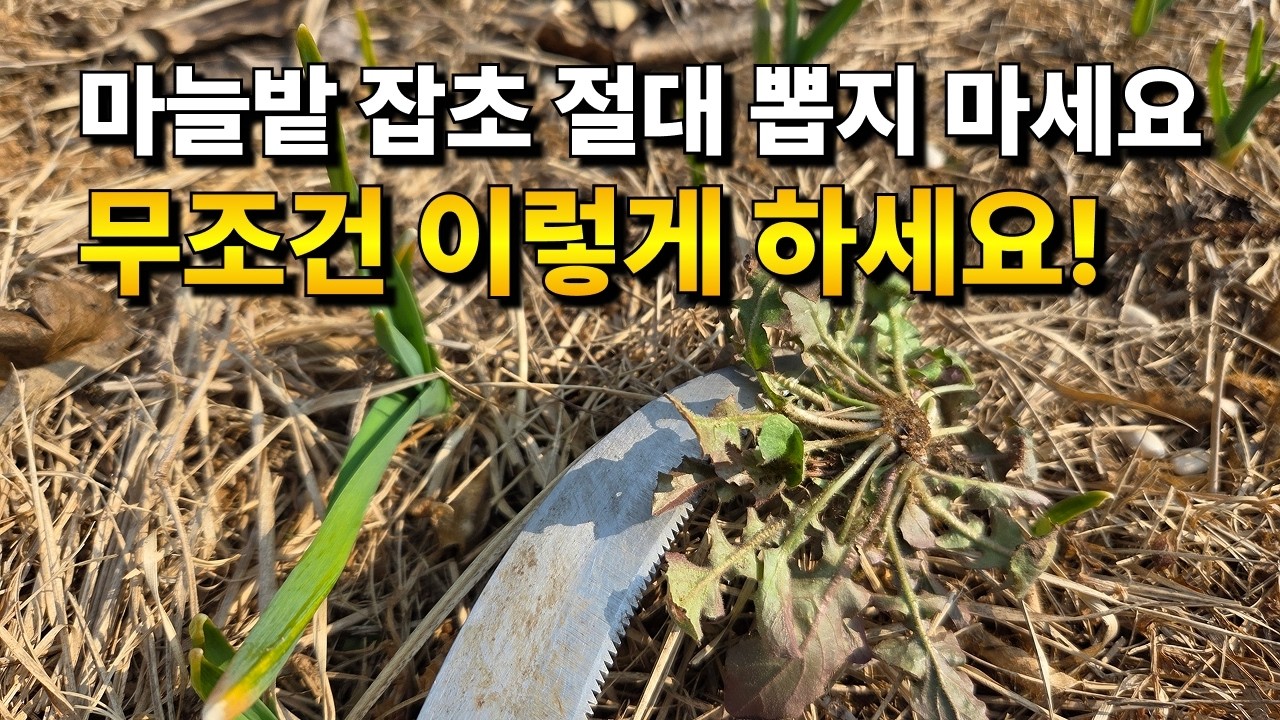 월동 마늘이 작다면 잡초관리는 이렇게 해보세요. 공짜 천연비료 입니다.