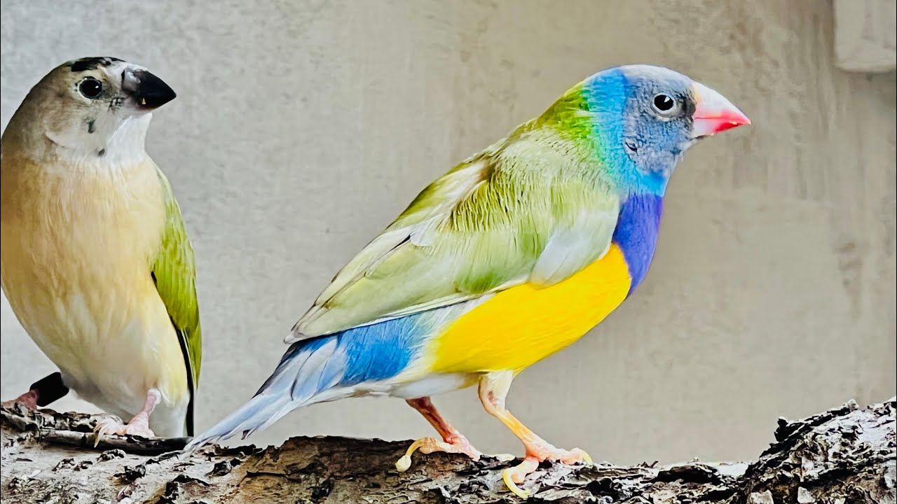 Lady Gouldian Finch Genetics and Breeding