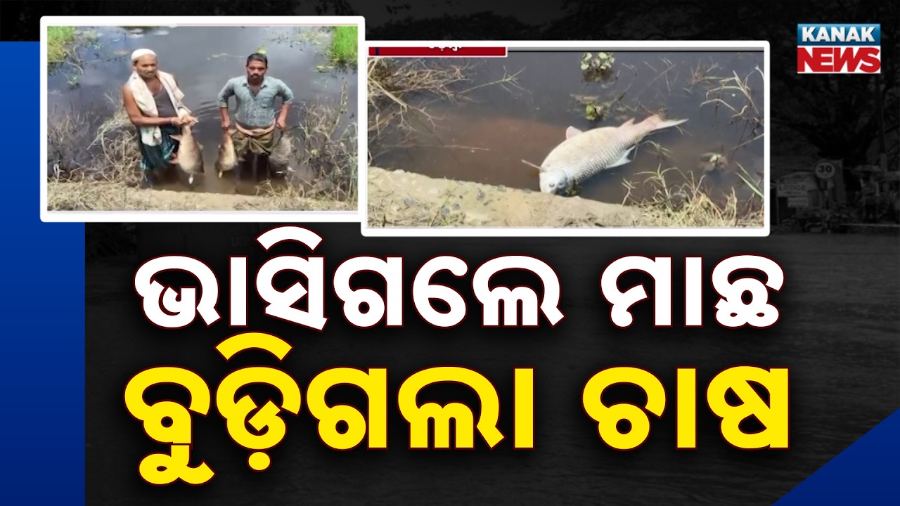 Mahanadi Flood | Fish Farming Destroyed in Cuttack, Farmers Suffer Huge Loss