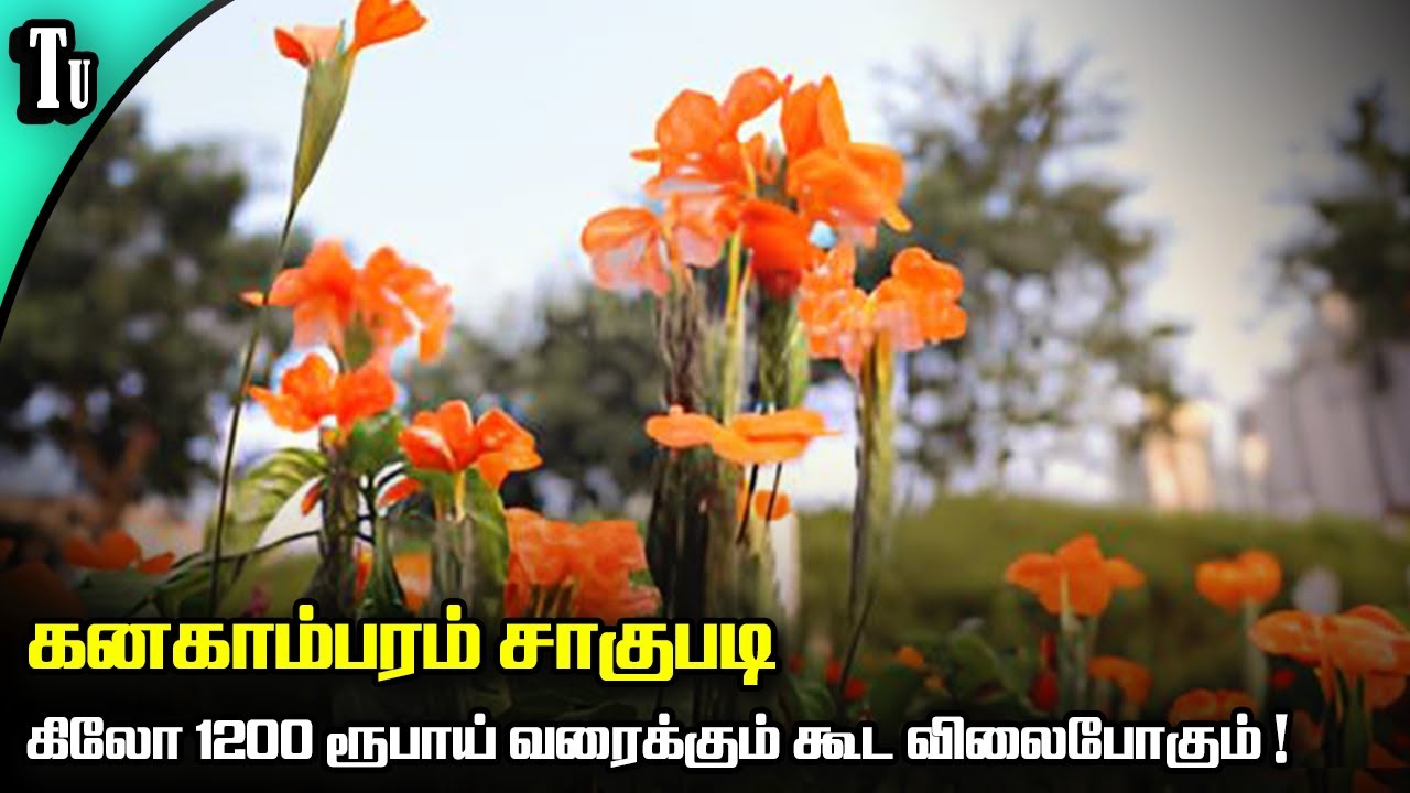 Crossandra farming | கனகாம்பரம் சாகுபடி