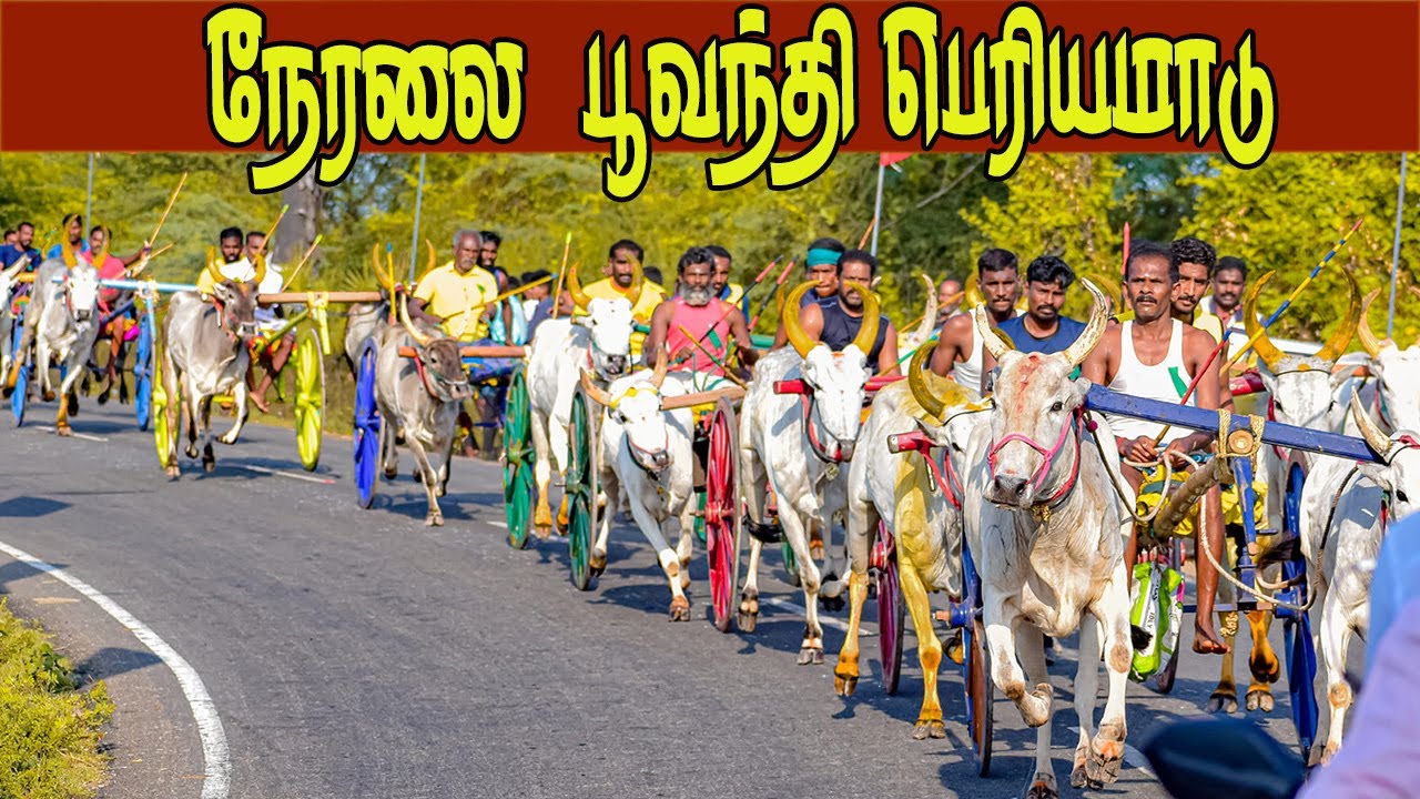 ⭕நேரலை பூவந்தி சின்னமாடு 30K பந்தயம் வெல்லப்போவது யார்?