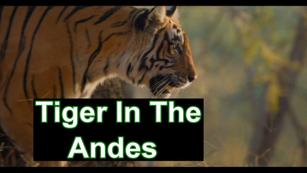 Tiger In The Andes. A somewhat chaotic tracker composition, but don't worry, maybe you'll like it.