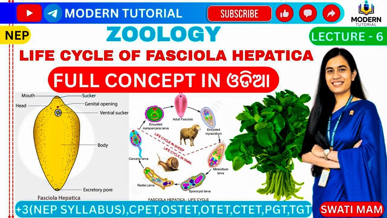 🎯CLASS-6 || LIFE CYCLE OF FASCIOLA HEPATICA || ZOOLOGY || MAJOR-1 || PAPER-1 ||
