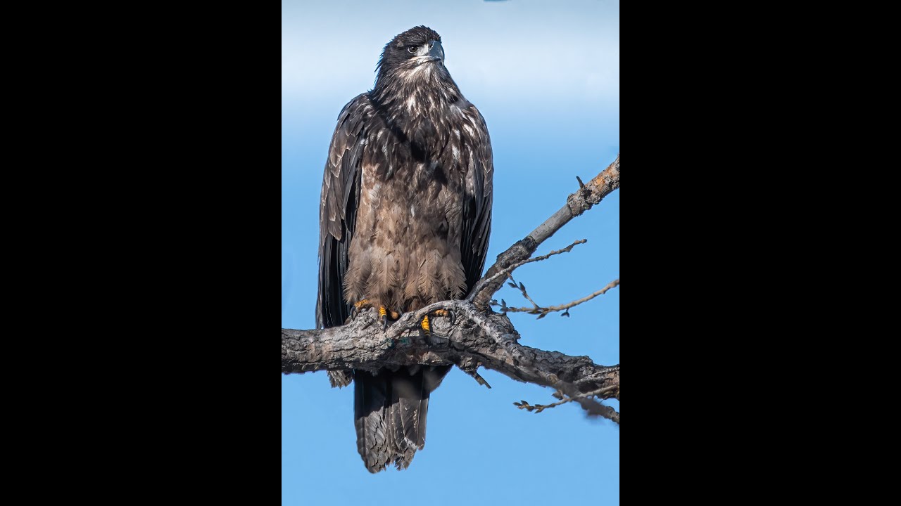 Bird photography in Colorado. Will we find some Bald Eagles?