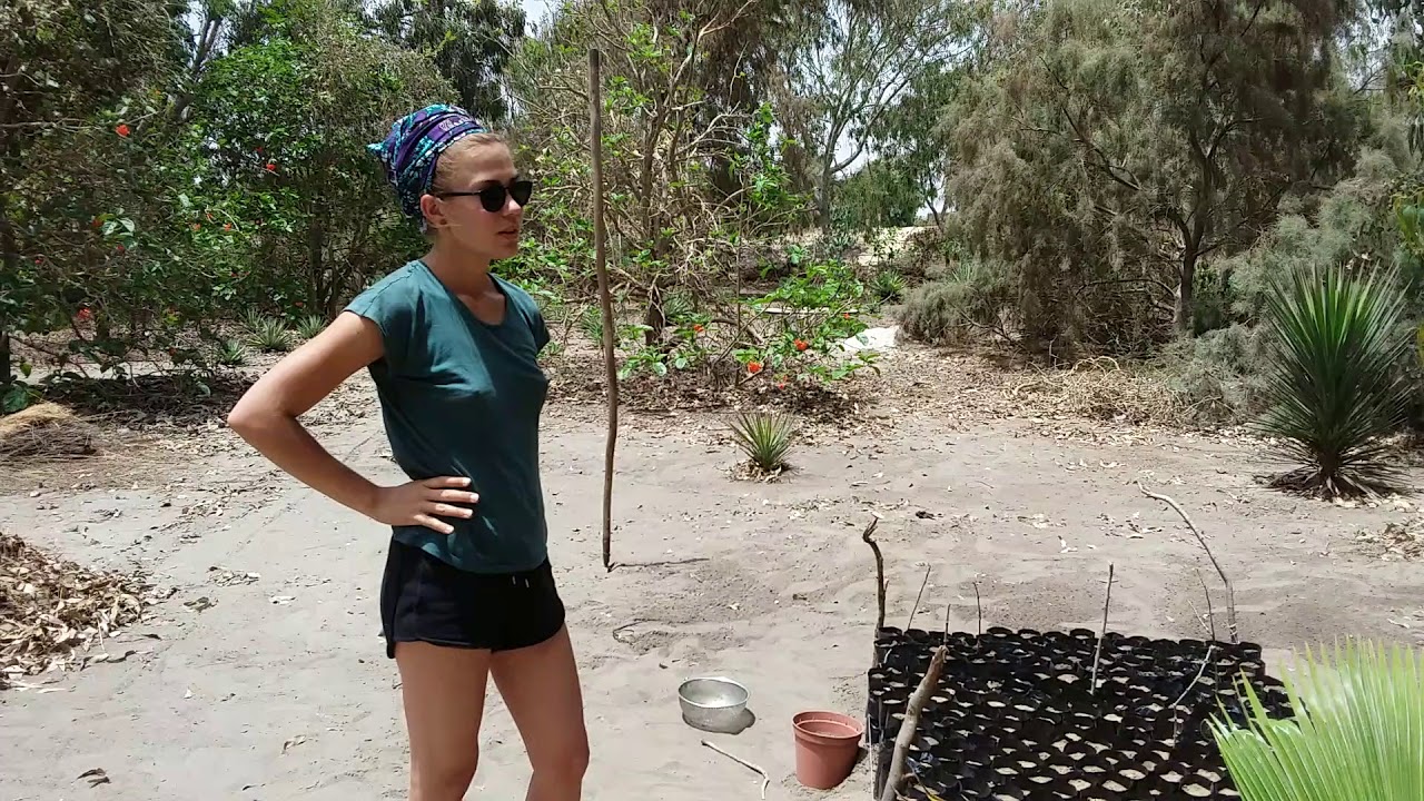 Agroforesterie  permaculture en pépinière  à Mboro - Sénégal 15 juin 2018