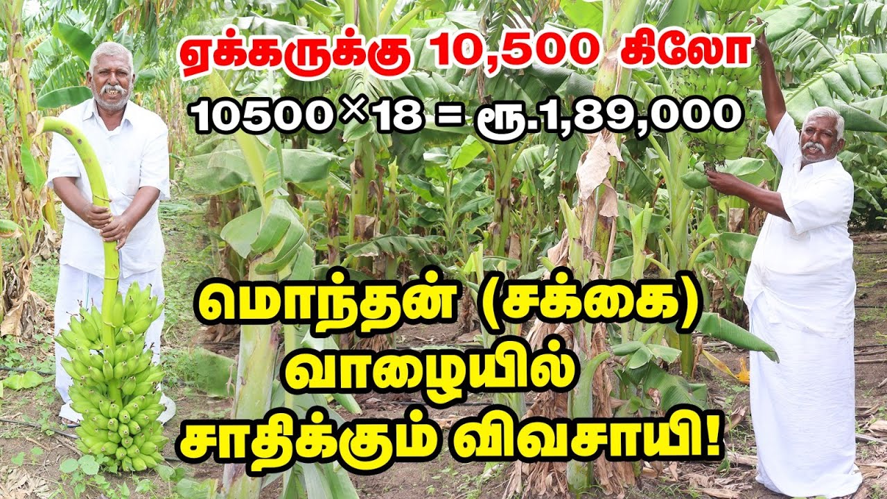 எவ்வளவு காத்து அடிச்சாலும் சாயாத சக்கை வாழை | Marketing -க்கும் பிரச்னை இல்லை | Pasumai Vikatan