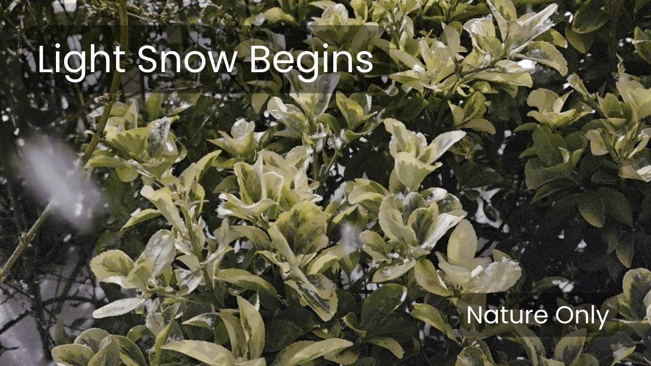 Snow Falling on Evergreen Vine, Winter Nature Sounds Only