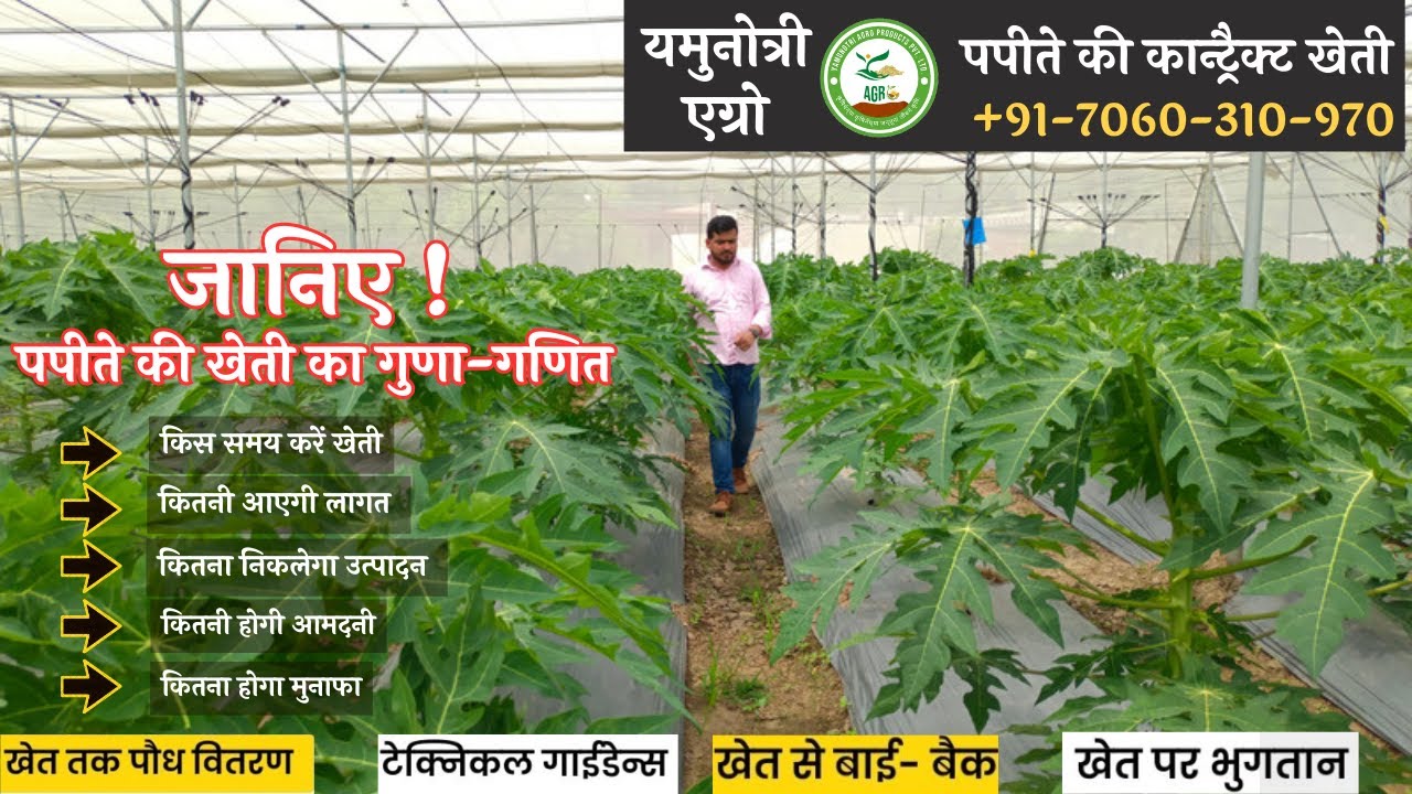 27. पपीते की कांट्रैक्ट खेती , खेत से बाई बैक, खेत पर पेमेंट