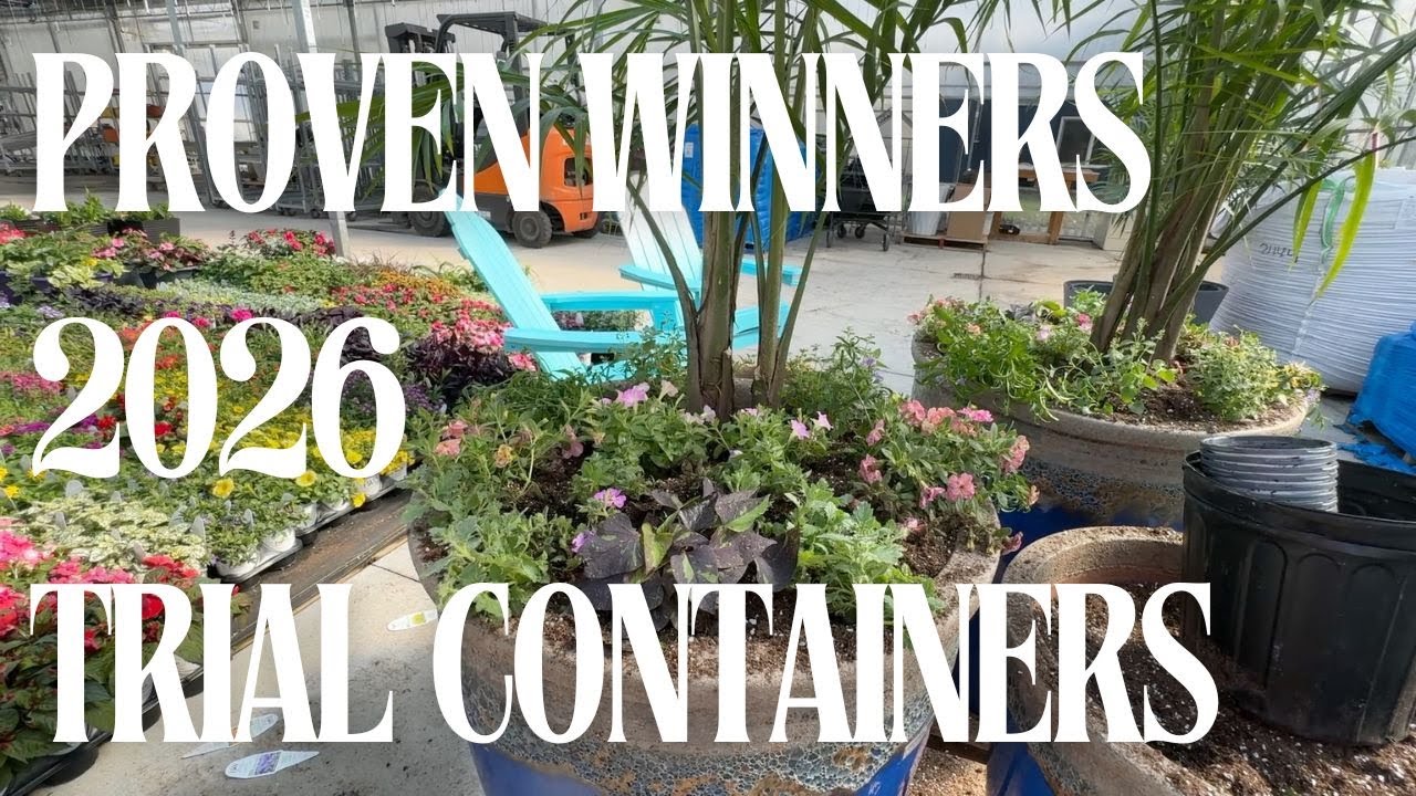 Creating Container Combinations with the New 2026 Proven Winners Annuals