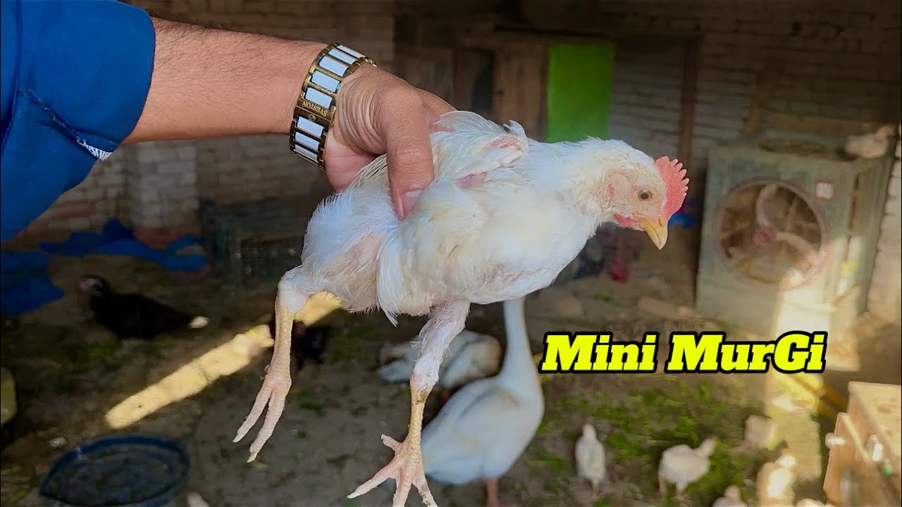 Chozzy Bary Ho Rhy Hain Abb ❤️ Mini Murgi to Lagty Hain na 