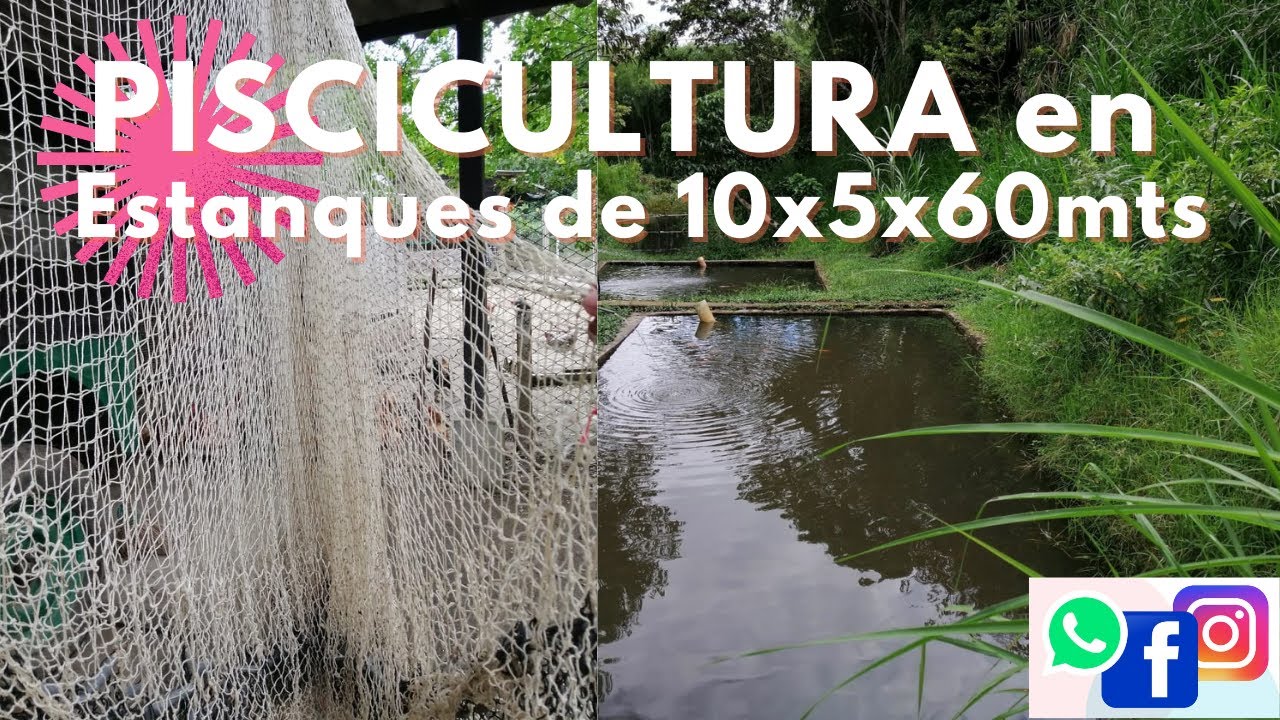 PISCICULTURA EN ESTANQUES DE 10X5X60