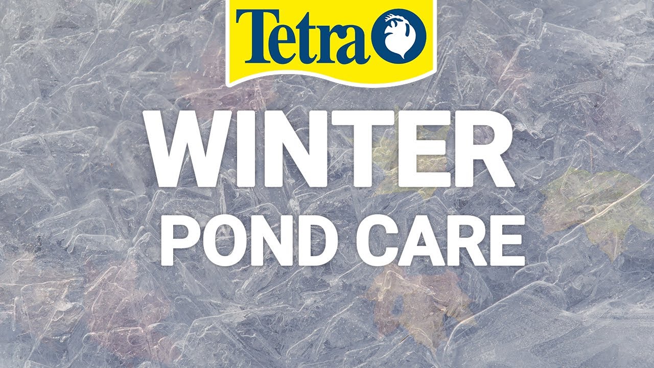 Can you check your fish's health in the winter?
