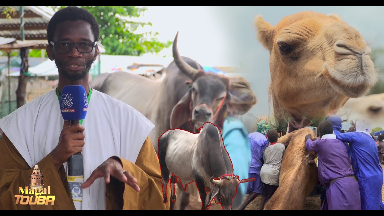 Daral Touba Ndindy Grand Magal de Touba 2025-1447