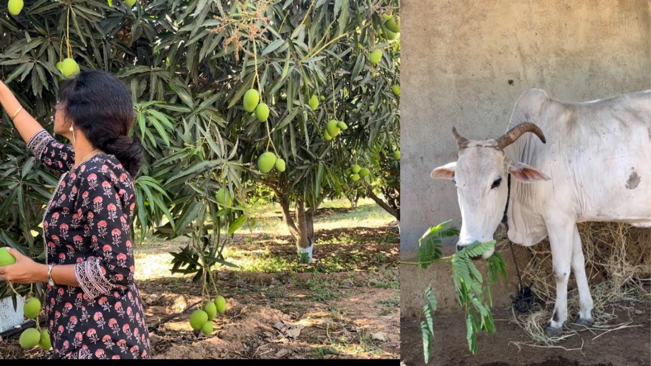 A day at farm|| చాల రోజుల తరువాత ఫామ్‌కి వచ్చాను॥కొన్ని మెుక్కలు కూడ నాటాము॥మామిడి కాయలు వచ్చాయ్‌