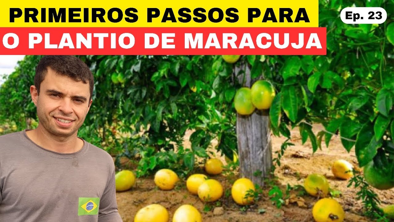 COMO PREPARAR O SOLO PARA O PLANTIO  DO MARACUJA